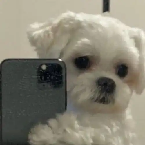 头像|对镜自拍教程 跟狗狗学起来吧