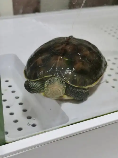 心情不好来看看可爱的龟龟