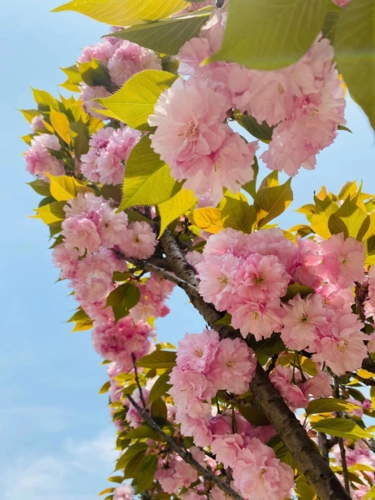 城北镇:最美人间四月天 校园春景如画