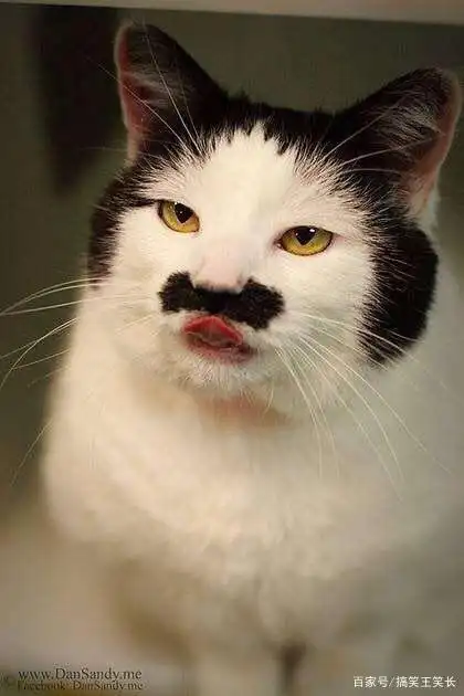 这个猫咪不仅自带发箍还自带黑胡子哈哈哈太搞笑了!