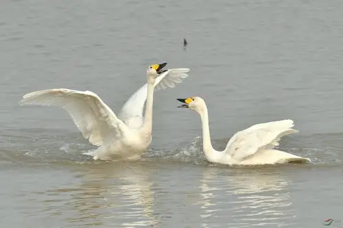 洞庭湖的小天鹅