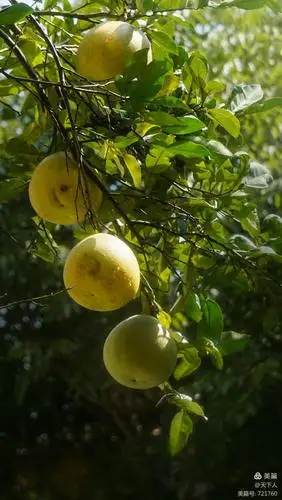香橼香泡树之天姿