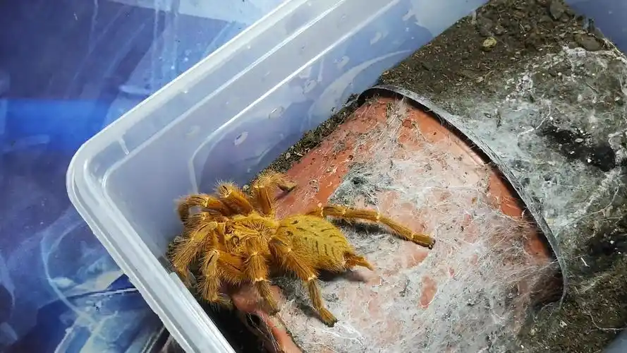 【蜘蛛日常】母c8最后影像,悼念