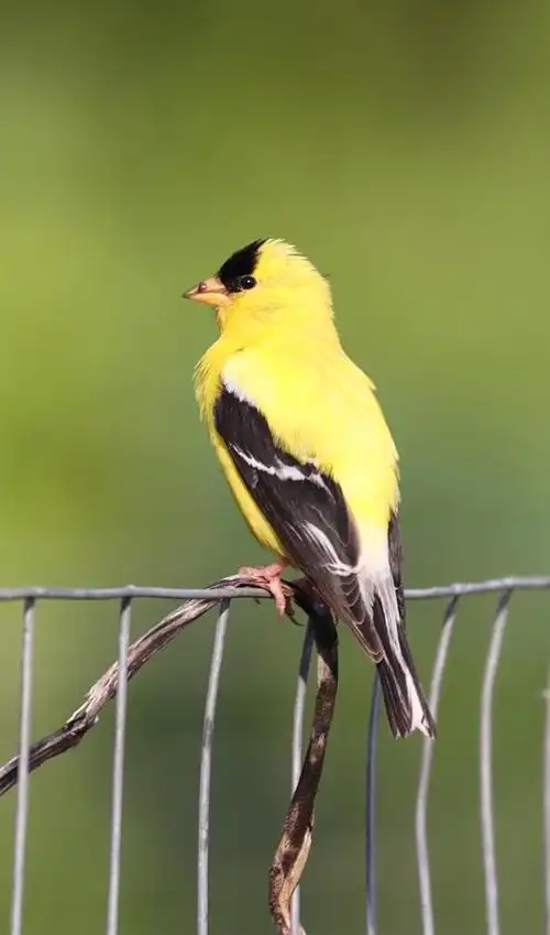 菜园里的黄翠鸟.