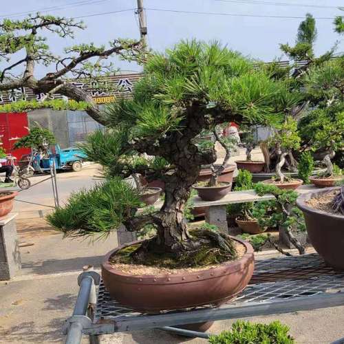 黑松老桩造型盆景 爆皮老桩 庭院绿植盆栽 爆皮黑松地景 园艺盆景