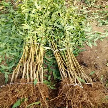 山东黄桃树苗 锦绣黄桃树苗价格 黄金冠桃树苗批发 品种纯 价格低