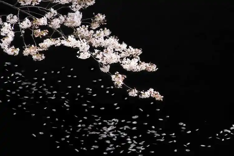 正面,植物,桌面,桌子,樱花,许多,黑色背景,盛开,飘落,花,花瓣,花朵