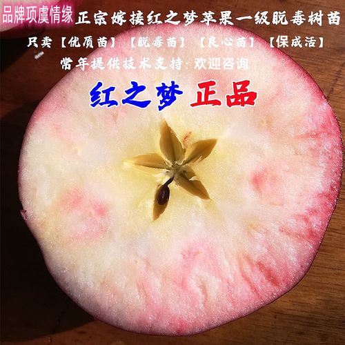 嫁接红之梦红肉苹果苗红色之爱苹果树苗大果纯甜南方庭院北方种植