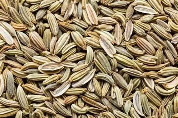 茴香菜的功效与作用:帮助肠胃消化(减轻月经疼痛)