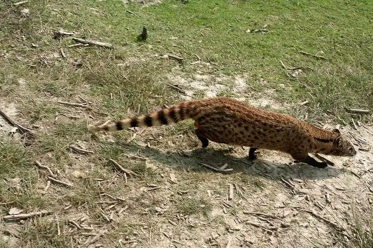 p>小灵猫(学名: i>viverricula indica /i>),俗称七间狸,乌脚狸,箭猫