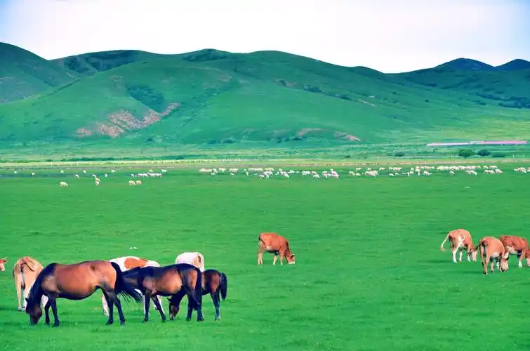 草原上的牛羊就像一首首牧歌,低低诉说着一处处往事