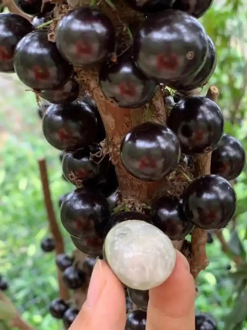 沙巴嘉宝果又叫树葡萄 一年可两次开花结果,果期分别为 每年的 11月份