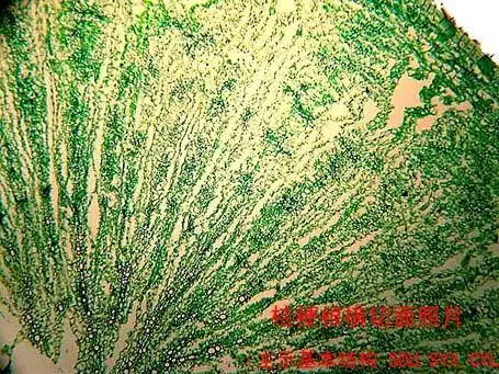 显微图片库 一. 根和根茎类