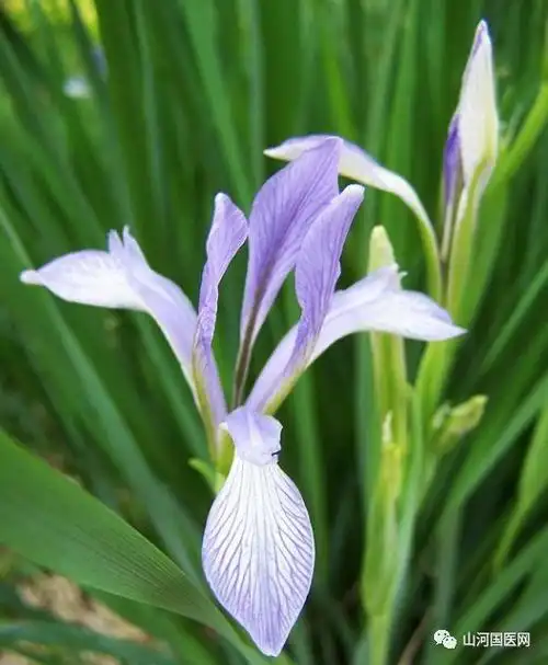 别名 马莲,蠡实,马蔺花