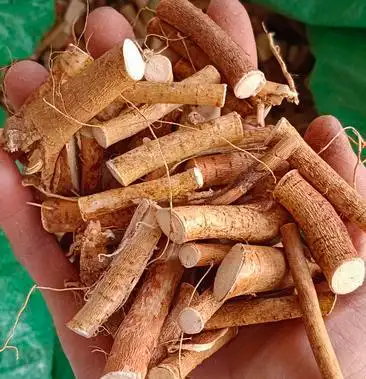 五指毛桃野生五指牛奶