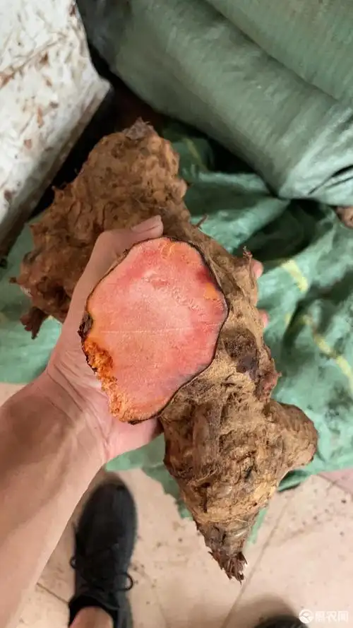 红心特大土茯苓