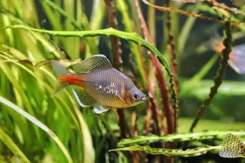 齐氏鳑鲏白边鳑上饶冷水鱼原生鱼