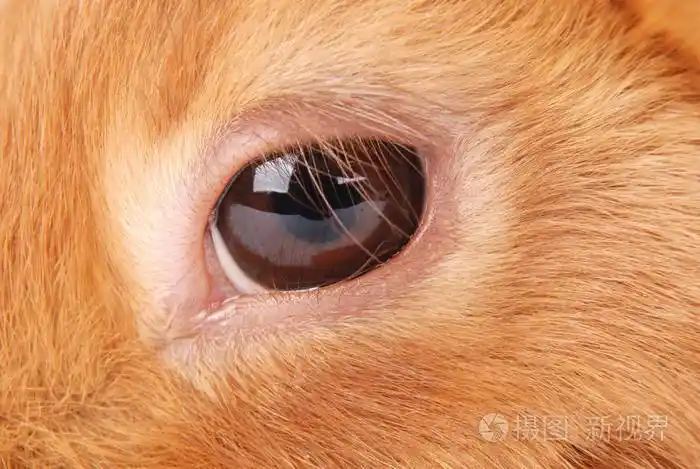 橙色的兔子眼睛特写