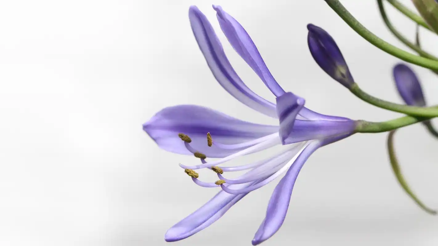 电脑壁纸 花卉 鲜花 不是所有紫色的花都叫薰衣草