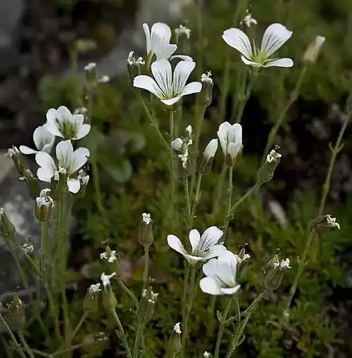 "它叶子好像葱.""傻了吧,它就没长叶子……"