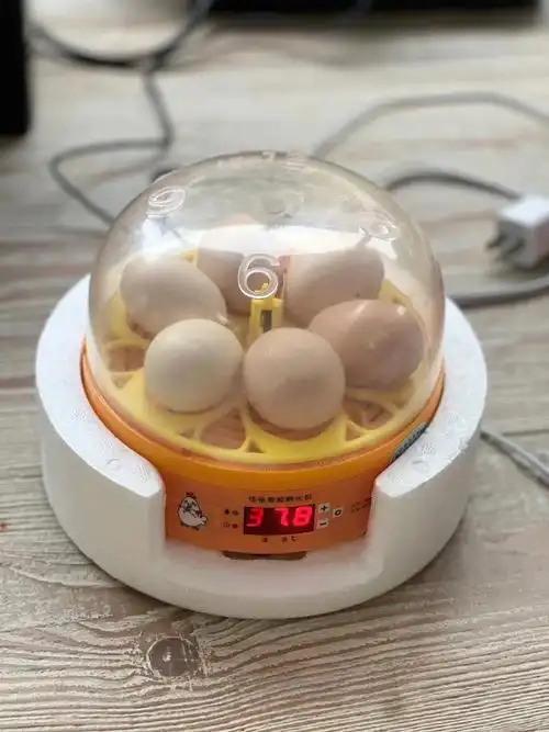 孵蛋器是不是智商税?