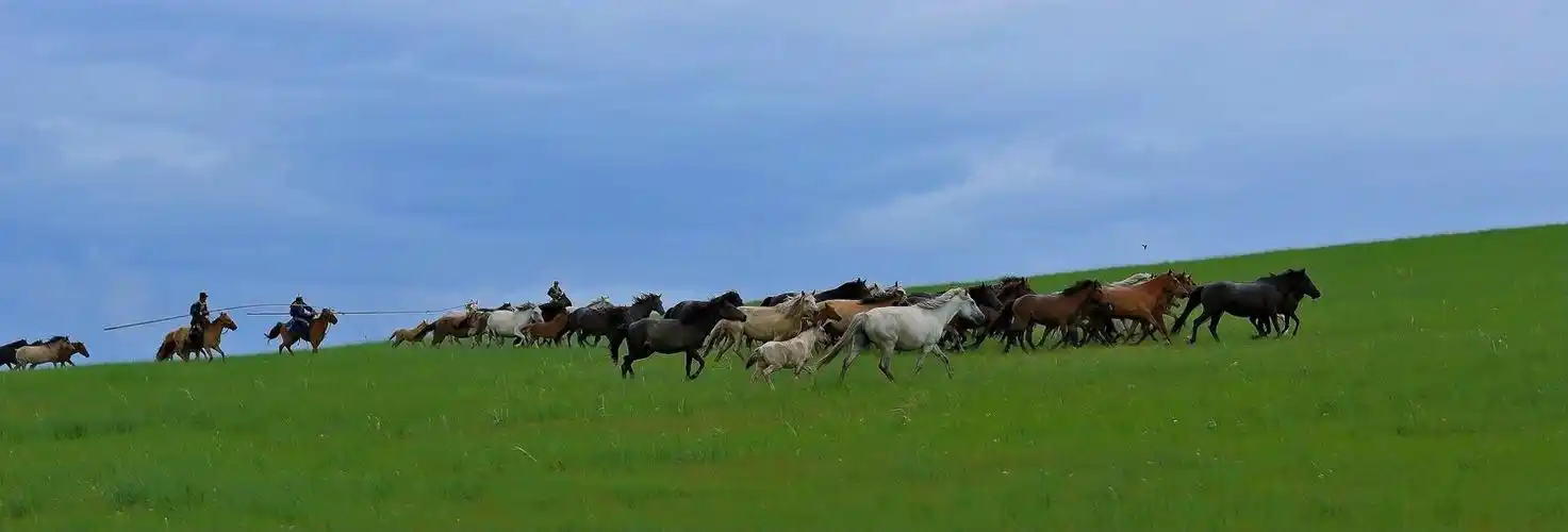 骏马奔驰在辽阔的草原上