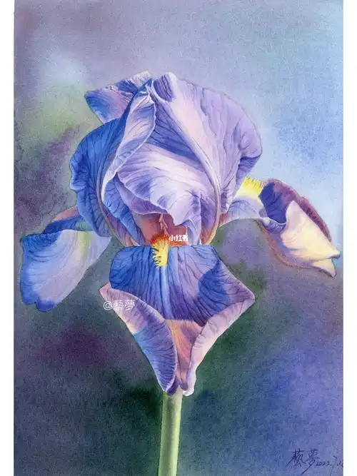 水彩画  #寻找小红书绘画大神  #画画的日常  #手绘  #水彩  #鸢尾