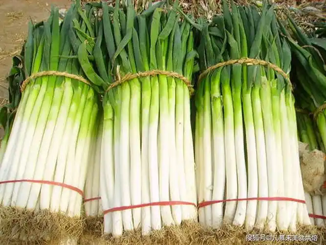 全国最新大葱价格,上涨的原因?盘点19种原产地大葱!