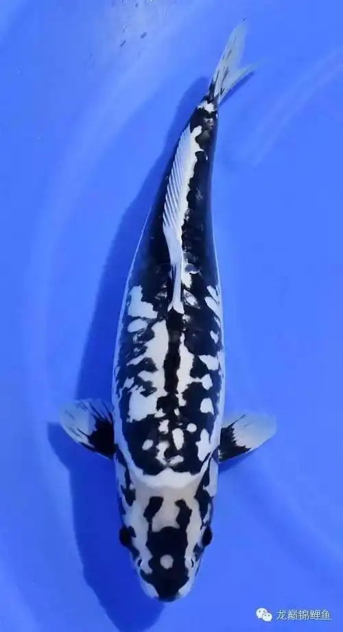 德国锦鲤特有的花样边缘鲜明,色彩鲜艳是观赏的重点所在.