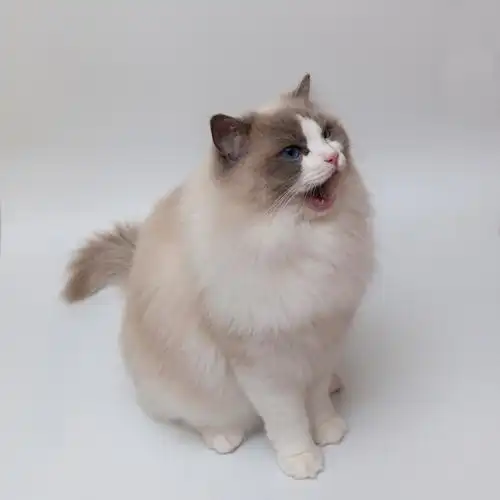 随拍孩子喜欢的一岁半大蓝双布偶猫