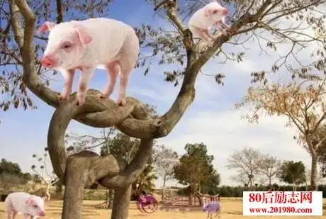 女人抱怨男人不靠谱的时候,常说:"男人靠得住,母猪都会上树",因未按