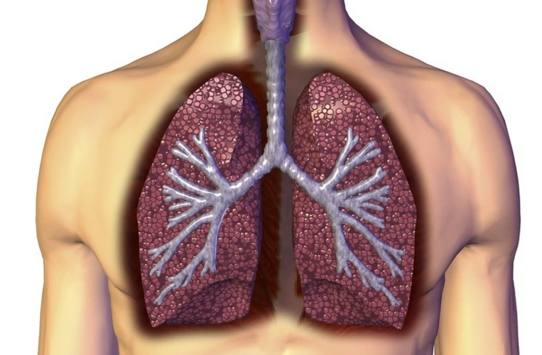 肺在哪个位置图