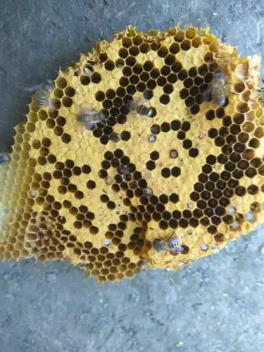 求帮忙急死我了我这蜜蜂最近出现烂子了两弱群已经报废了帮我看看什么