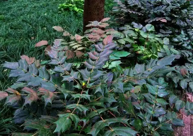 这种草长满刺边,九成人看见绕开走,殊不知很珍贵,名叫十大功劳