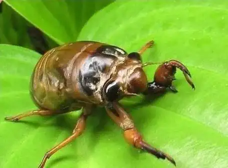 那些年吃过的知了牛