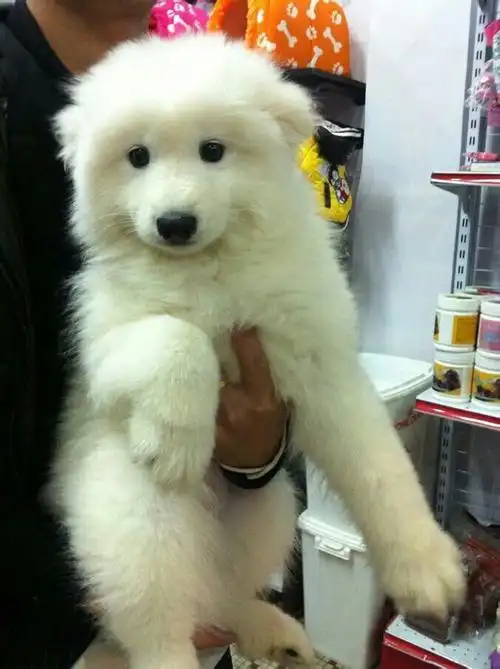 三个月的萨摩耶吃了塑料又吐又拉怎么办