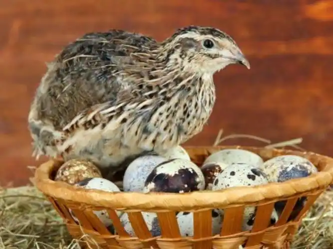 徐水今日全国鹌鹑价鹌鹑养殖场