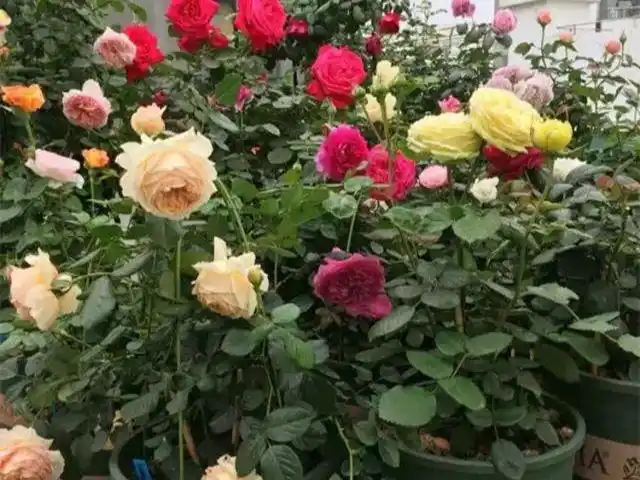 月季"矮小",支你3招,变得株壮花多|植株|花友|植物|水涝_网易订阅