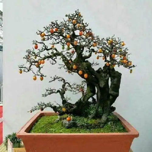 如何给老鸭柿老桩盆景的根部进行消毒 - penjing8|盆景吧