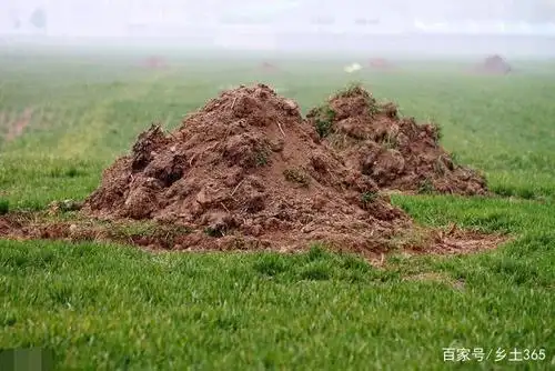 原创农村俗语:雨淋新坟,辈辈出侯!专家:不能盲目偏信