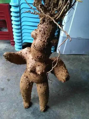 千年何首乌的药用价值?