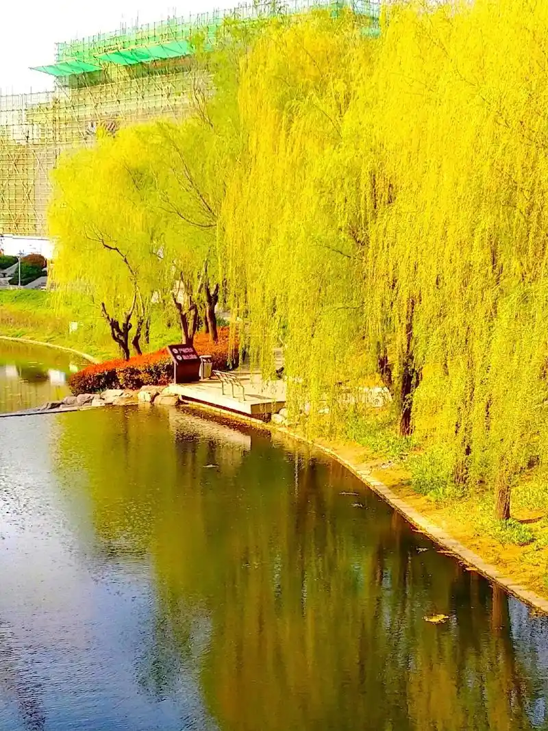 热门97 #春风渐暖,万物复苏,柳枝已抽出了嫩芽,柳丝缕缕 - 抖音