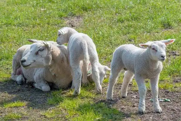 母羊不下奶什么原因母羊产后不下奶怎么办母羊催奶的四种办法