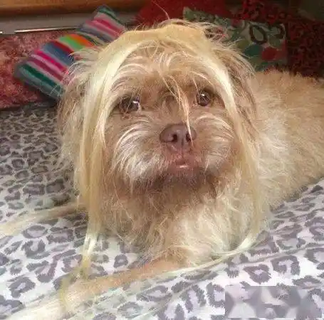 最毛人脸狗天生褐色眼睛粉红鼻惊呆网友好像我外公