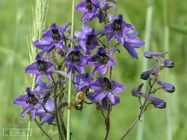 植物资料贴(系列)---【毛茛科】