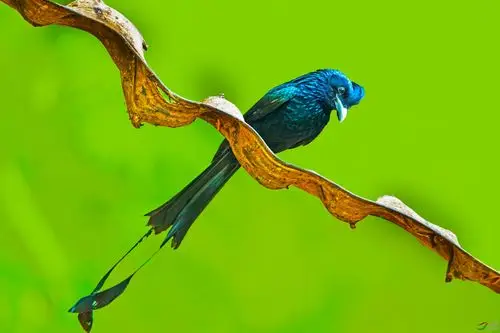 神奇的长尾巴鸟大盘尾