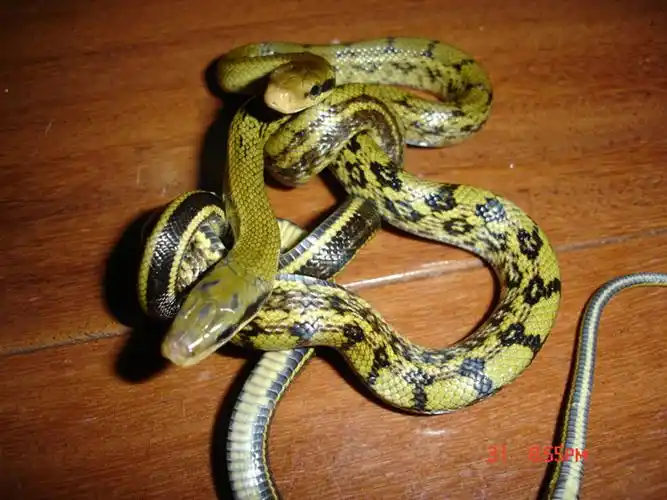 黑眉锦蛇指名亚种