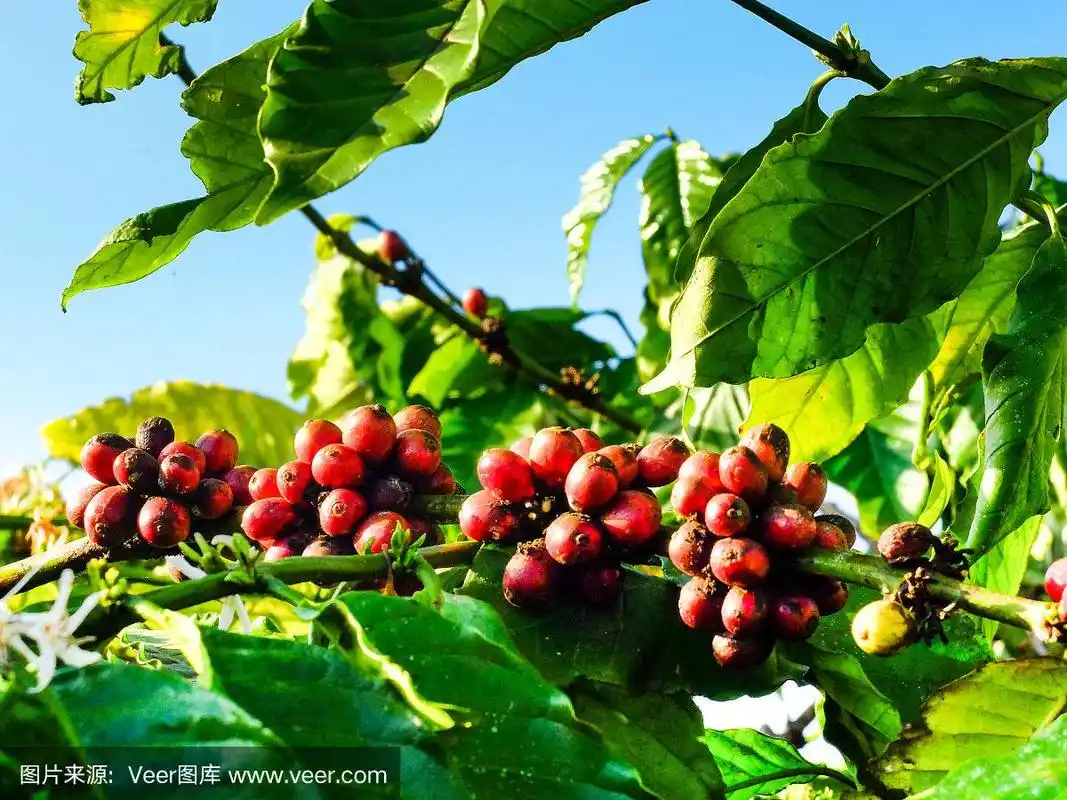 阳光下的咖啡豆在树上成熟.