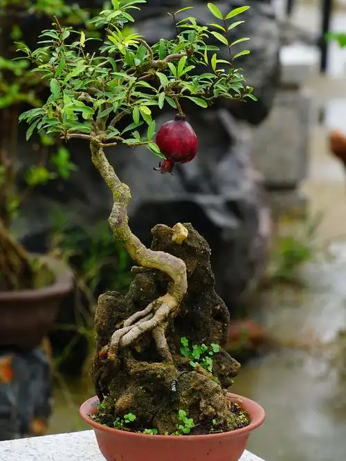 紫玉石榴童子功