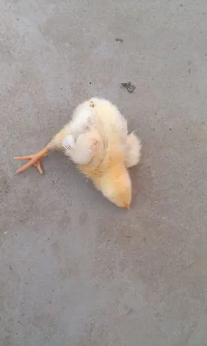 6日龄小鸡出现瘫痪